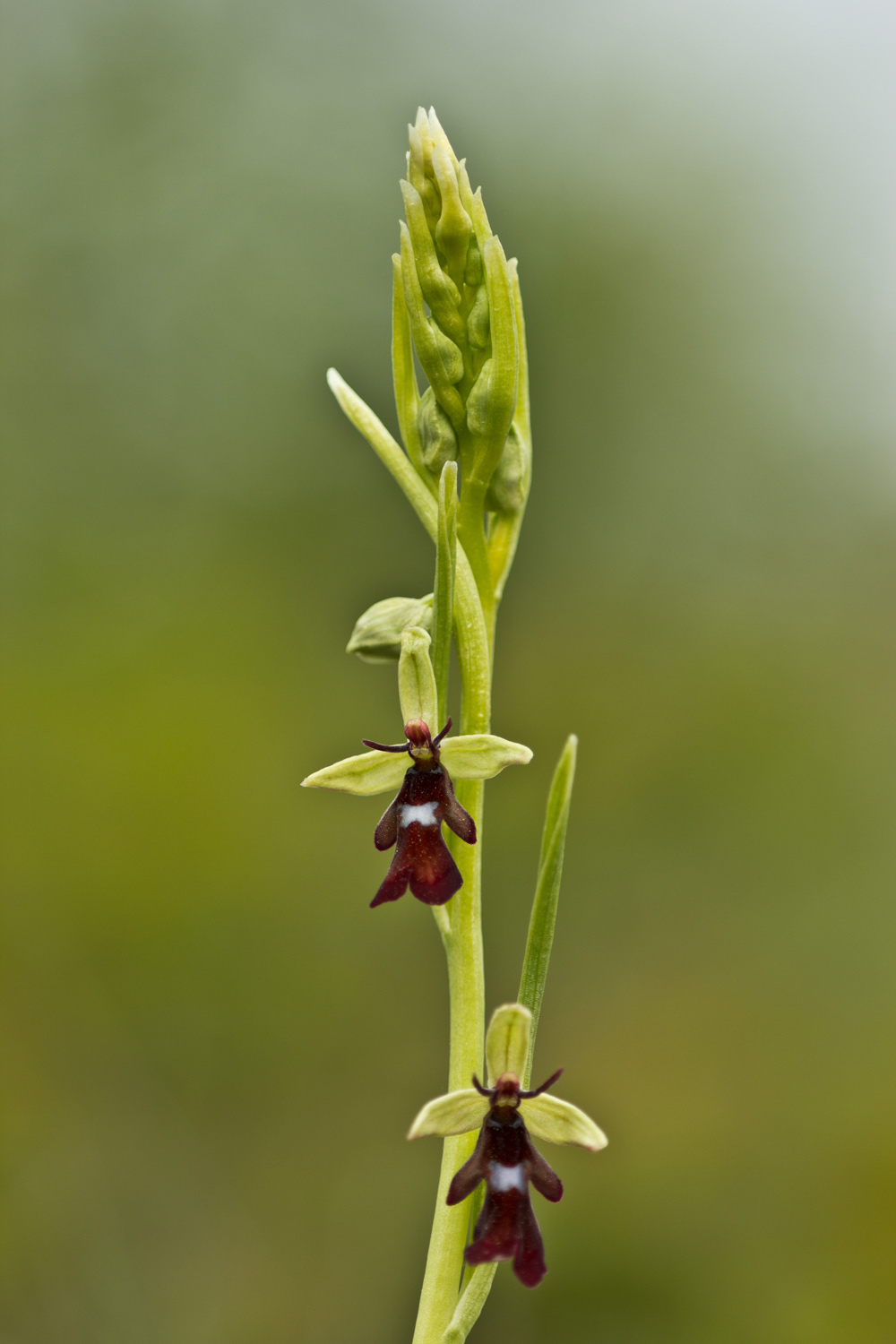 Ophrys insectifera